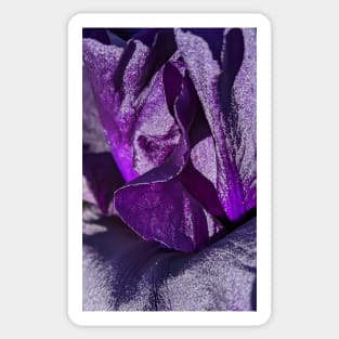 Purple Velvet Iris Sticker